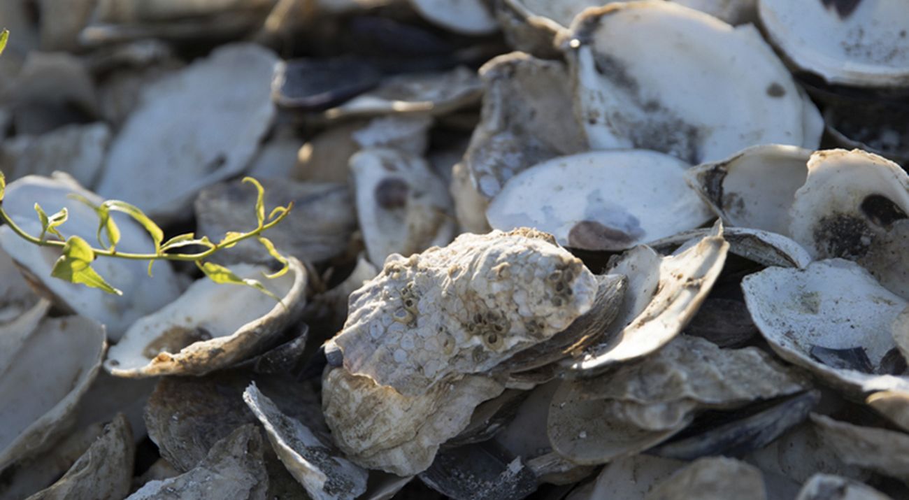 Close up view of a large pile of loose oyster shells. The shell halves are massed into a pile, some showing the smooth white interior surface with a dark round mark where the oyster was attached.