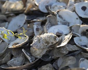 Close up view of a large pile of loose oyster shells. The shell halves are massed into a pile, some showing the smooth white interior surface with a dark round mark where the oyster was attached.
