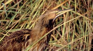 American bittern
