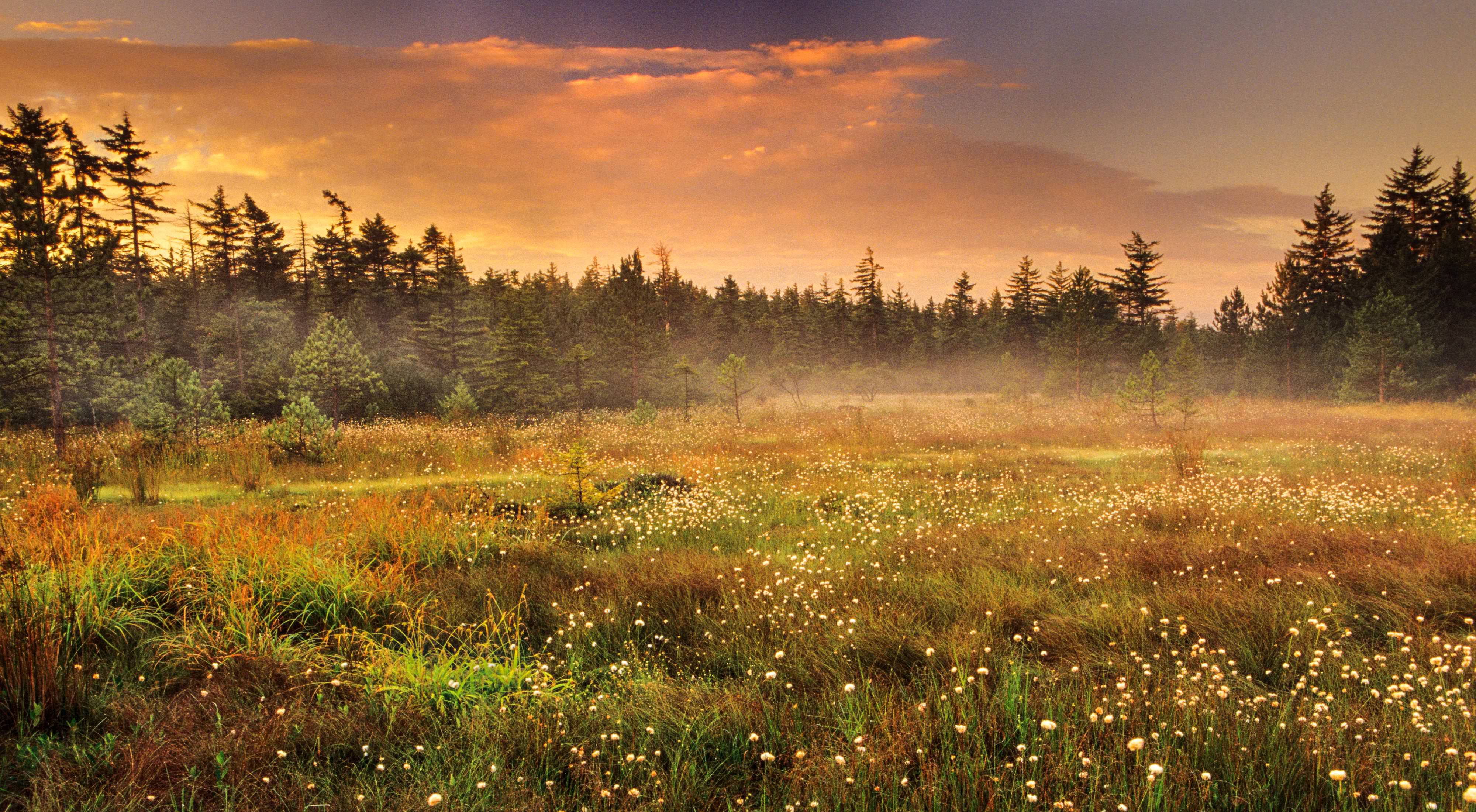 Cotton grass in wetlands at Dolly Sods Scenic Area, Dolly Sods Wilderness, West Virginia. 