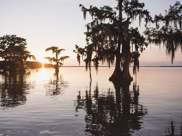 Cypress trees in Lake Fausse Pointe, Louisiana.