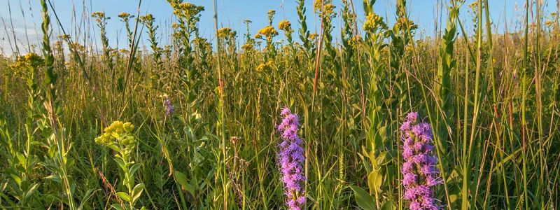 Close view of vegetation on prairie land in Nebraska.