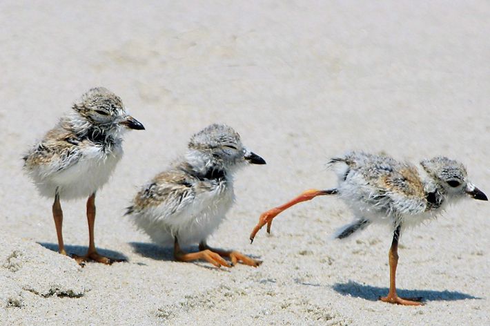 Three fuzzy white and gray piping plover chicks.