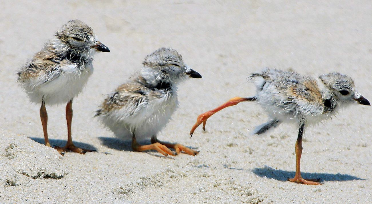 Three baby piping plovers walking on a beach.