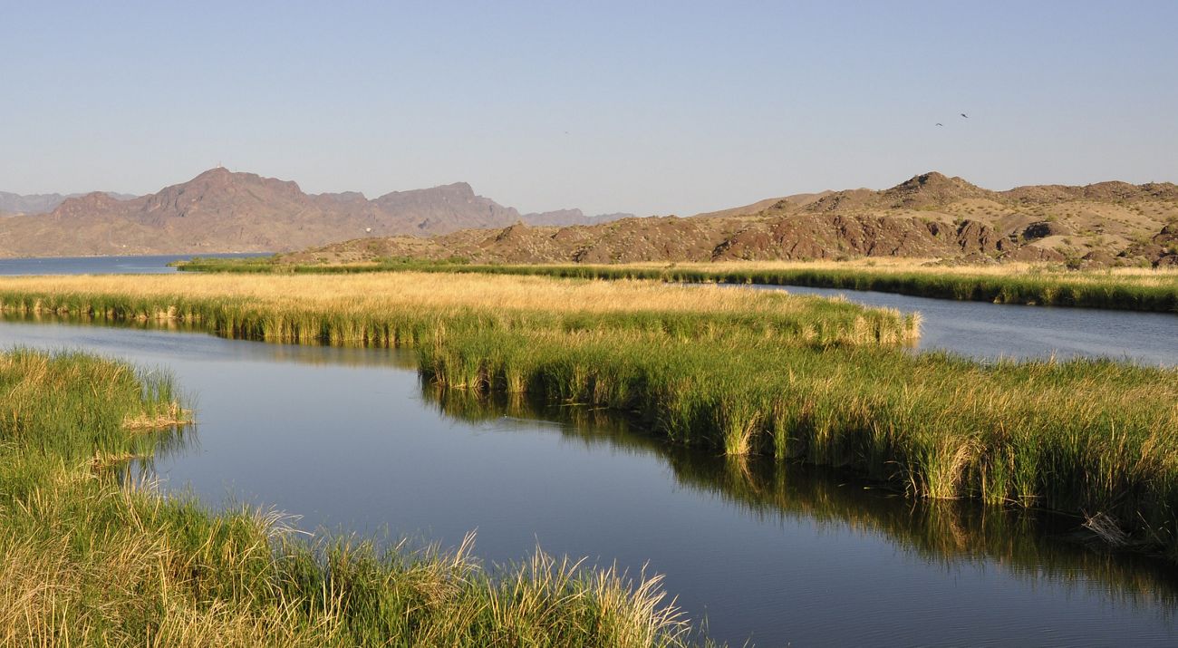 Wetland grasses grow along a river on a sunny day with rugged terrain in the background.