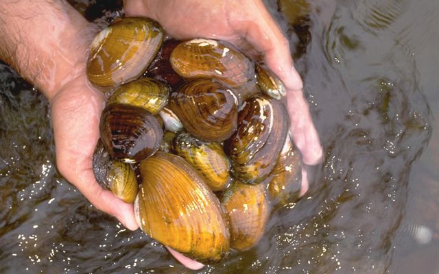 Close up view of a man's cupped hands holding an assortment of freshwater mussels. The mussels vary in size and shades of color from brown to golden yellow.