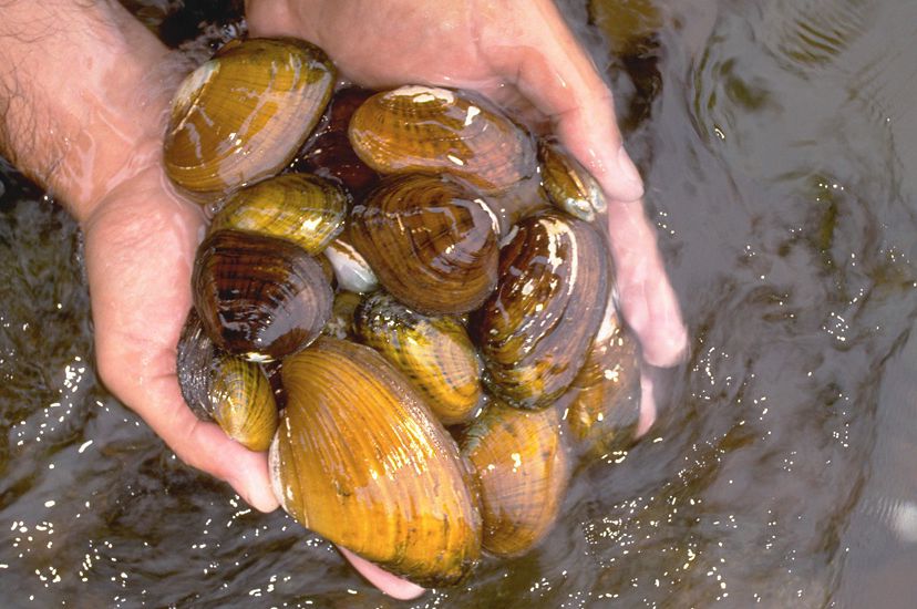 Close up view of a man's cupped hands holding an assortment of freshwater mussels. The mussels vary in size and shades of color from brown to golden yellow.