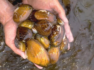 Photo of two hands holding variety of mussels over water. 