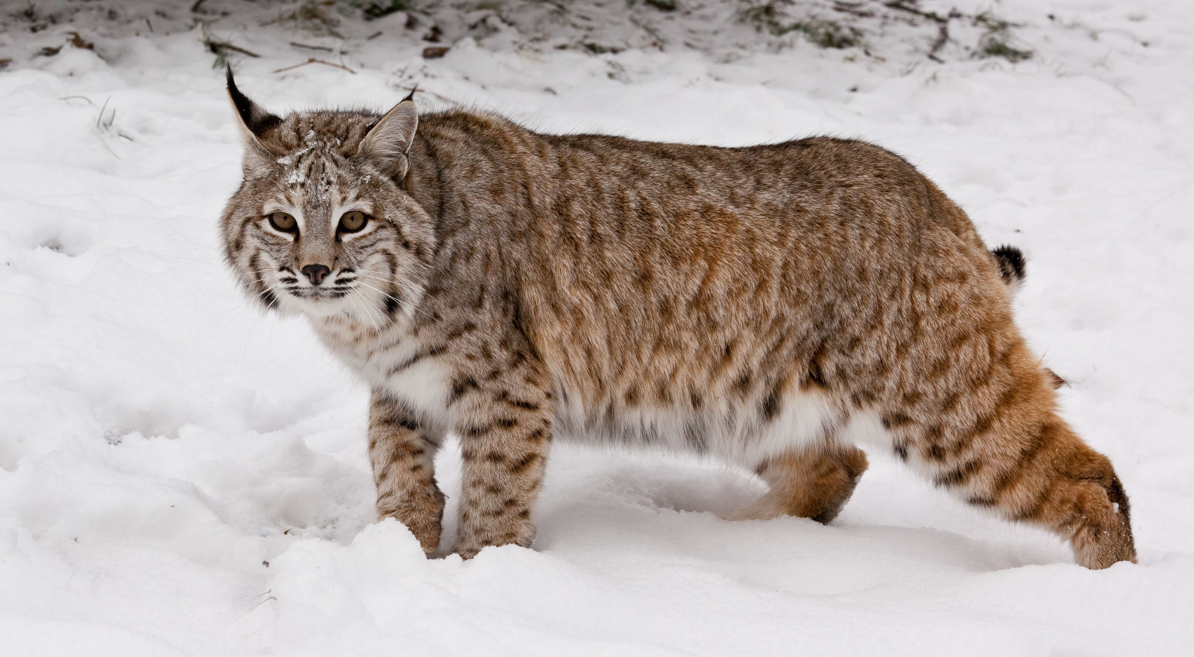 Bobcat The Nature Conservancy