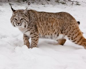 Side view of a bobcat in the snow.