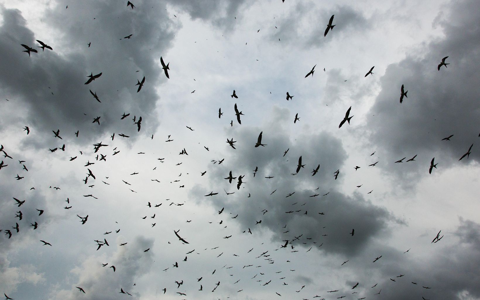 flock of birds in a cloudy sky
