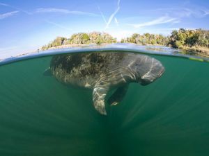 Manatee floats just below the surface of greenish waters not far from the Florida coastline.