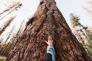Child's hand touches wide trunk of towering tree.