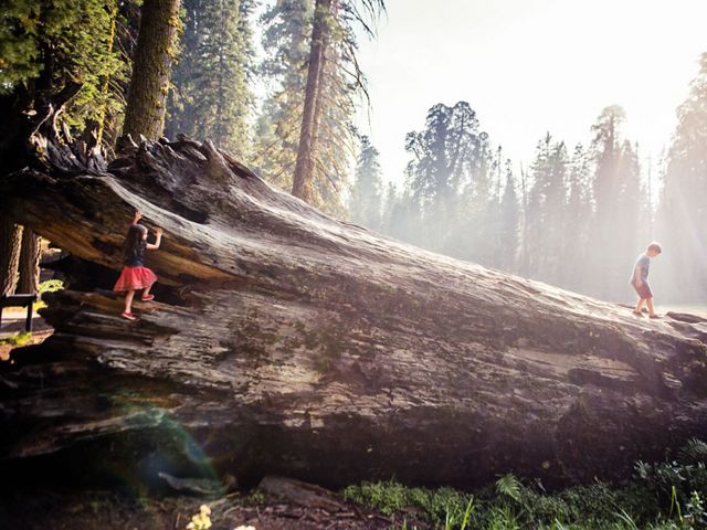 A boy walks along a downed sequoia as a girl starts climbing onto its trunk.