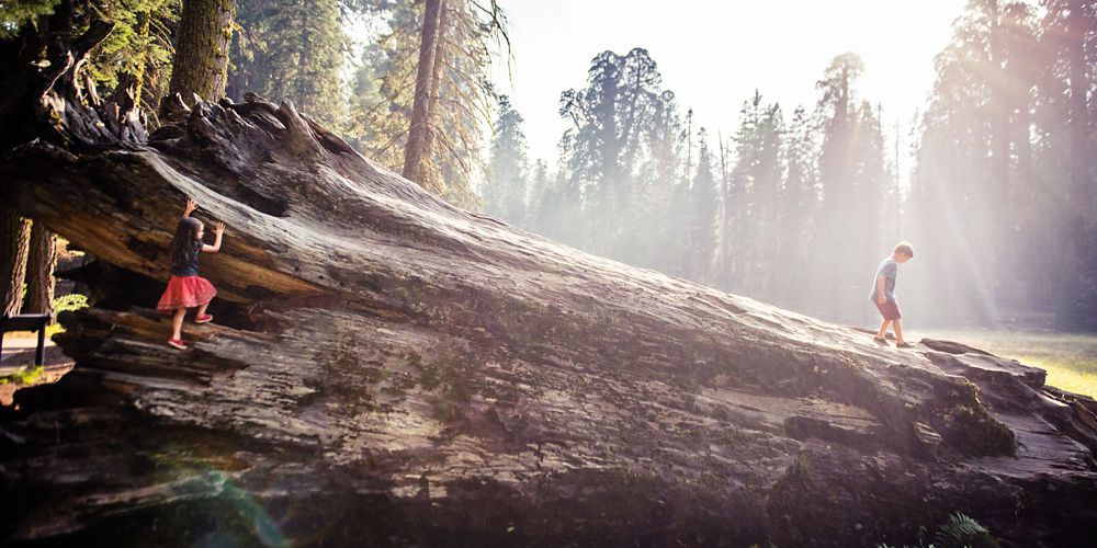 Children climb on tree in Sequoia National Park.