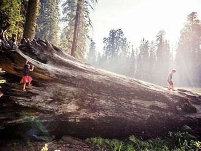 Children playing on a downed giant Sequoia log.