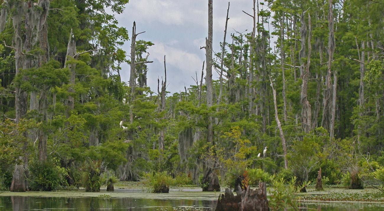 View of a forest of tall, thin cypress trees with white birds in them.