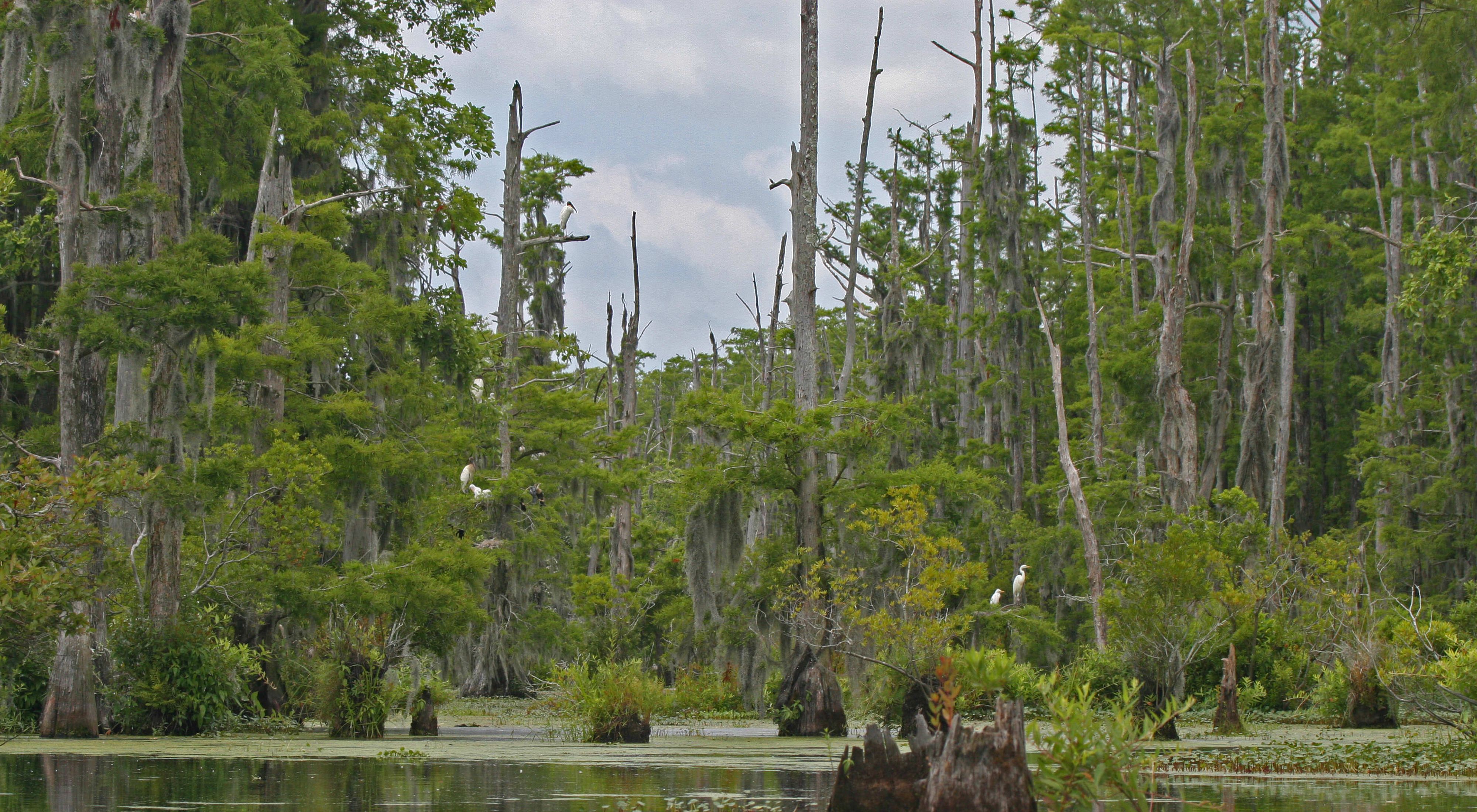 View of a forest of tall, thin cypress trees with white birds in them.