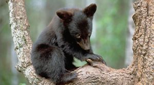 A black bear cub sits on a log.