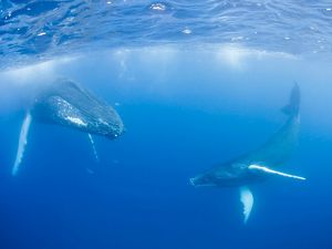 Two humpback whales, a cow and her smaller calf, float suspended in a deep blue ocean.