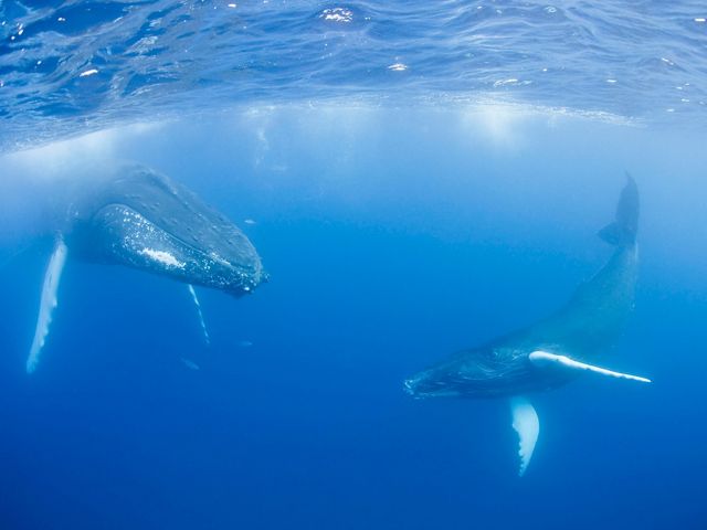 Two whales, both dark gray in color and white on the undersides of their fins, are seen swimming underwater against a blue ocean background.