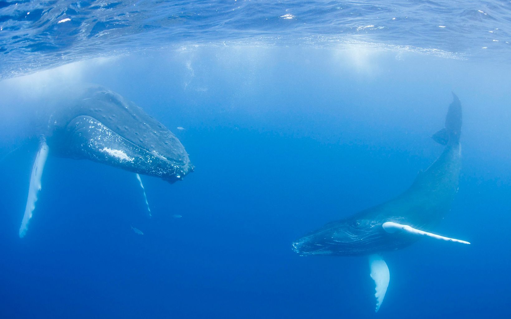 Whale migration Humpback mother and calf. © Ethan Daniels