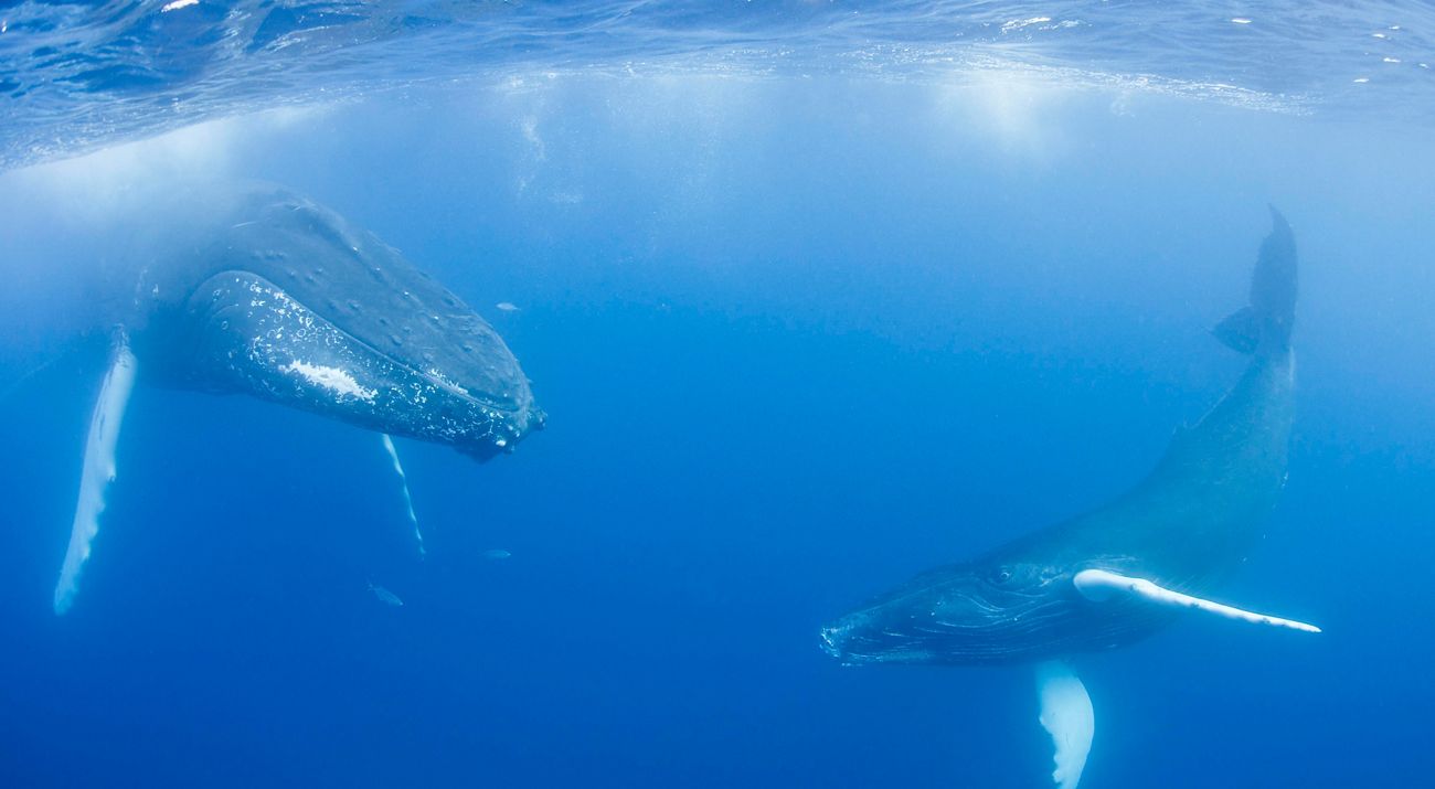 Two humpback whales, a cow and her smaller calf, float suspended in a deep blue ocean.