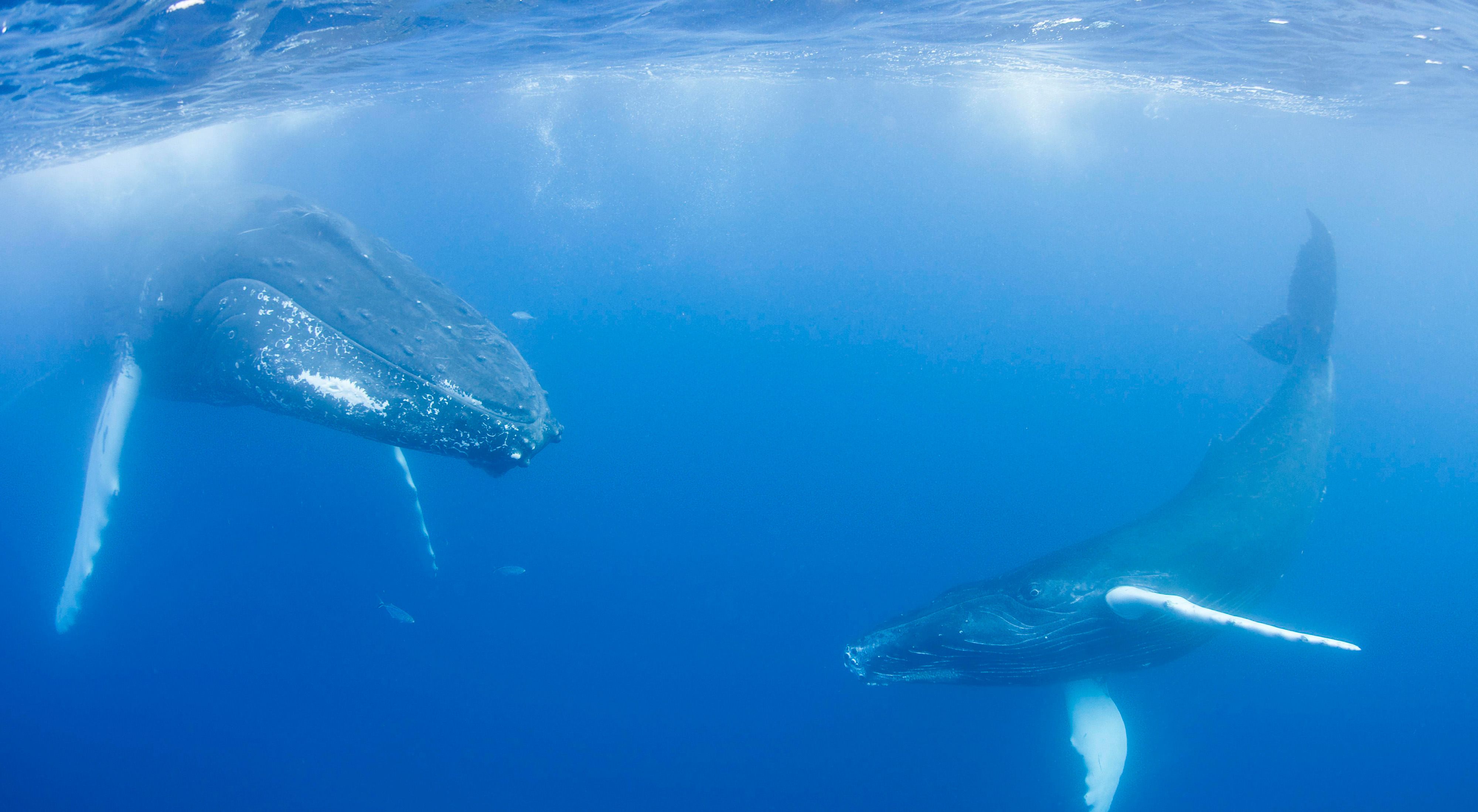 Two humpback whales, a cow and her smaller calf, float suspended in a deep blue ocean.