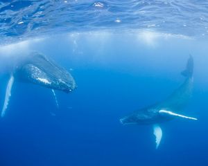 Two humpback whales, a cow and her smaller calf, float suspended in a deep blue ocean.