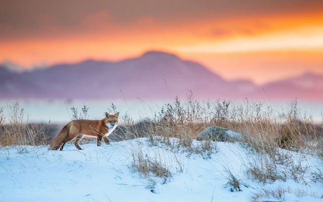Un zorro rojo caza en una superficie helada bajo una magnífica puesta de sol.