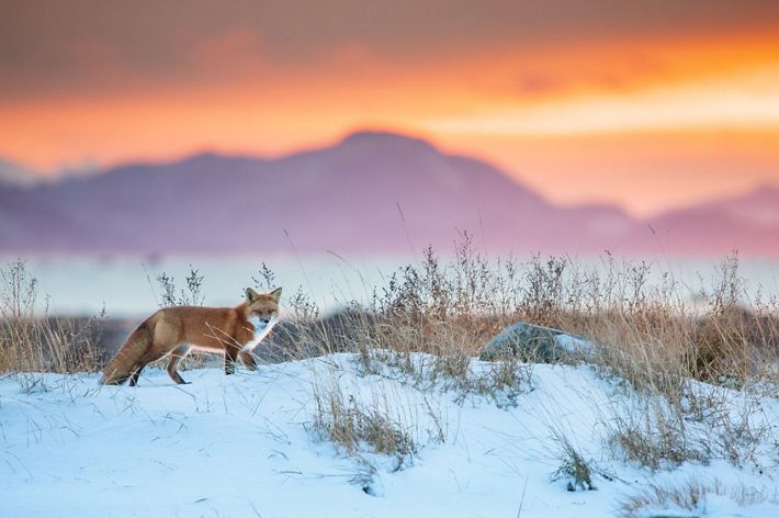 Un zorro rojo caza en una superficie helada bajo una magnífica puesta de sol.