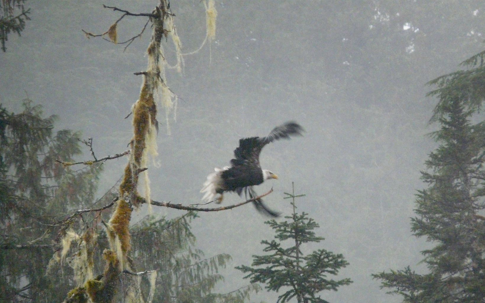 Bald Eagle An eagle takes flight along the fog shrouded Pacific coastline of the Great Bear Rainforest in Canada. © Sanjayan / TNC