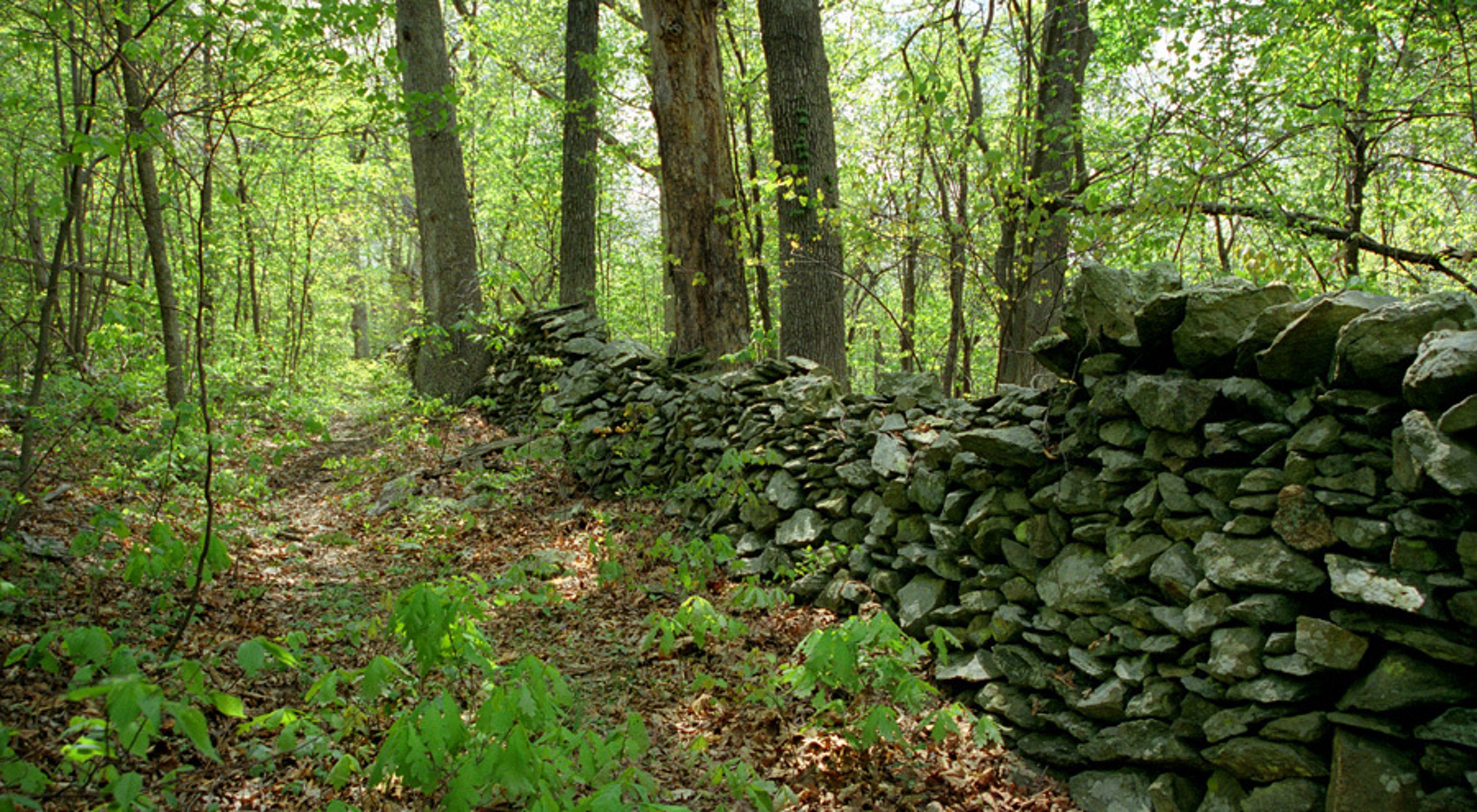 A rough rock wall stretches along a leafy, overgrown trail. The trail extends out of sight into the forest.