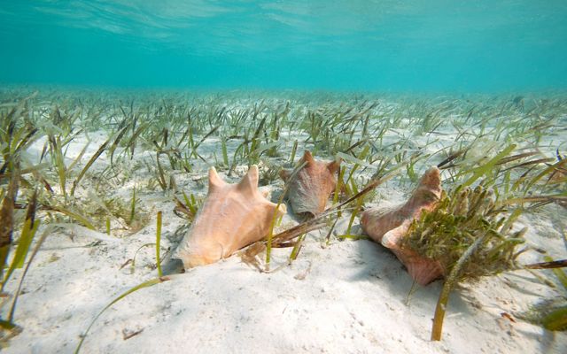 In the Bahamas, The Nature Conservancy collaborated with fishermen and the Department of Marine Resources (DMR) to use FishPath in the important Queen Conch Fishery.