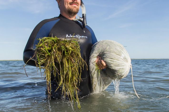 Bo Lusk stands in the water holding eelgrass