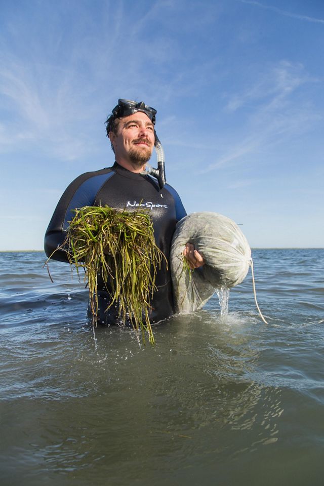 Bo Lusk stands in the water holding eelgrass