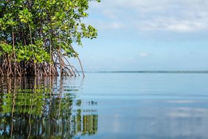 Mangroves on the water.