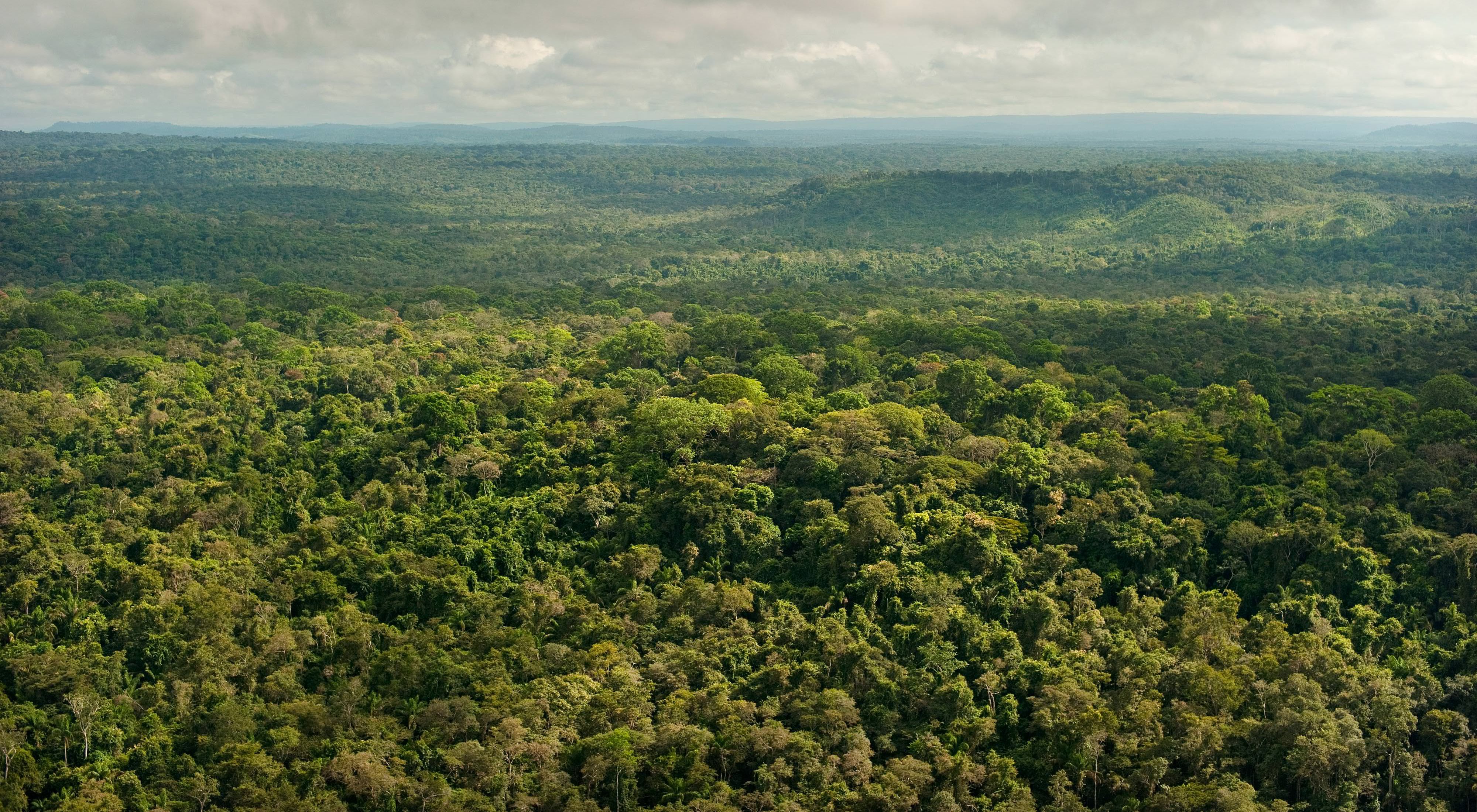 An aerial image of a lush, green rainforest. 