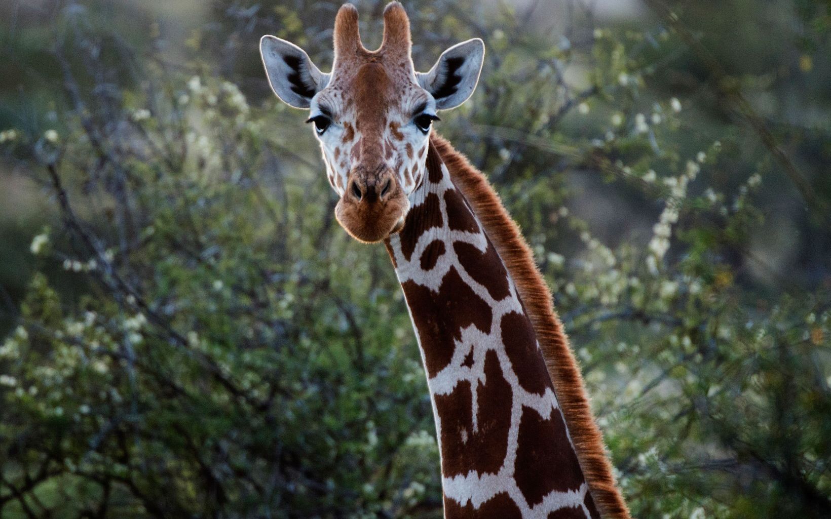 Reticulated giraffe in Loisaba Wildlife conservancy