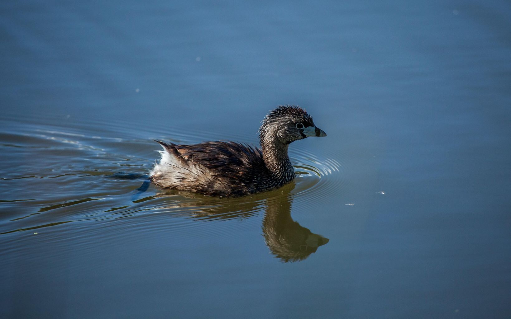 Pied-billed Grebe The Conservancy’s Gila Riparian Preserve protects more than 1,200 acres of the Southwest’s fragile riparian habitat and the verdant gallery woodland along the Gila River. © Erika Nortemann/TNC