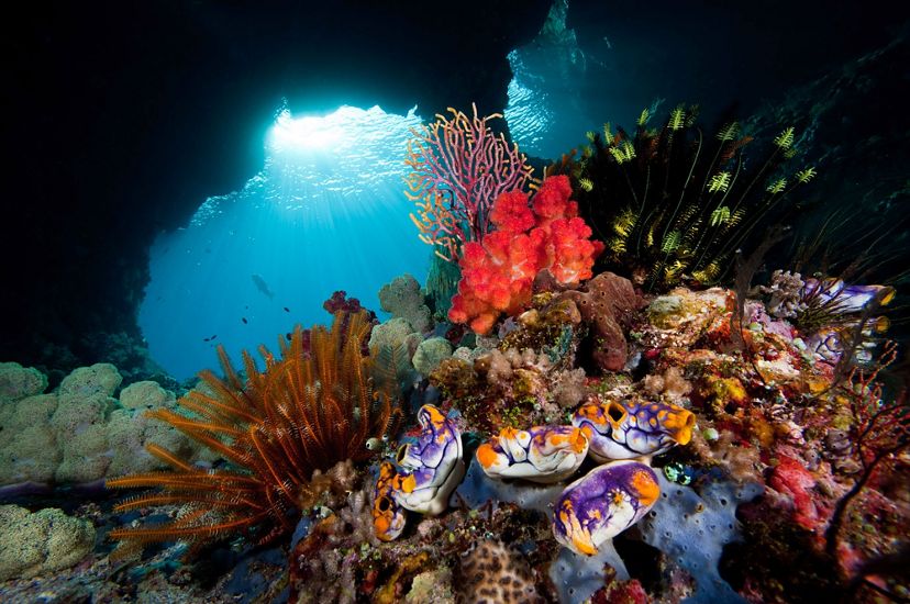 A colorful and diverse coral reef in Indonesia with fish swimming in the background and sunlight streaming through the water surface.