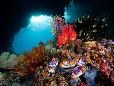 Coral Reef in Indonesia