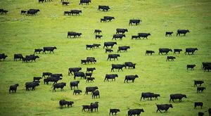 A herd of cattle grazing on grass.