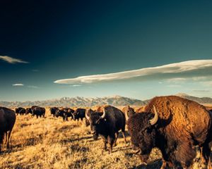 Bison grazing on a grassy plain.