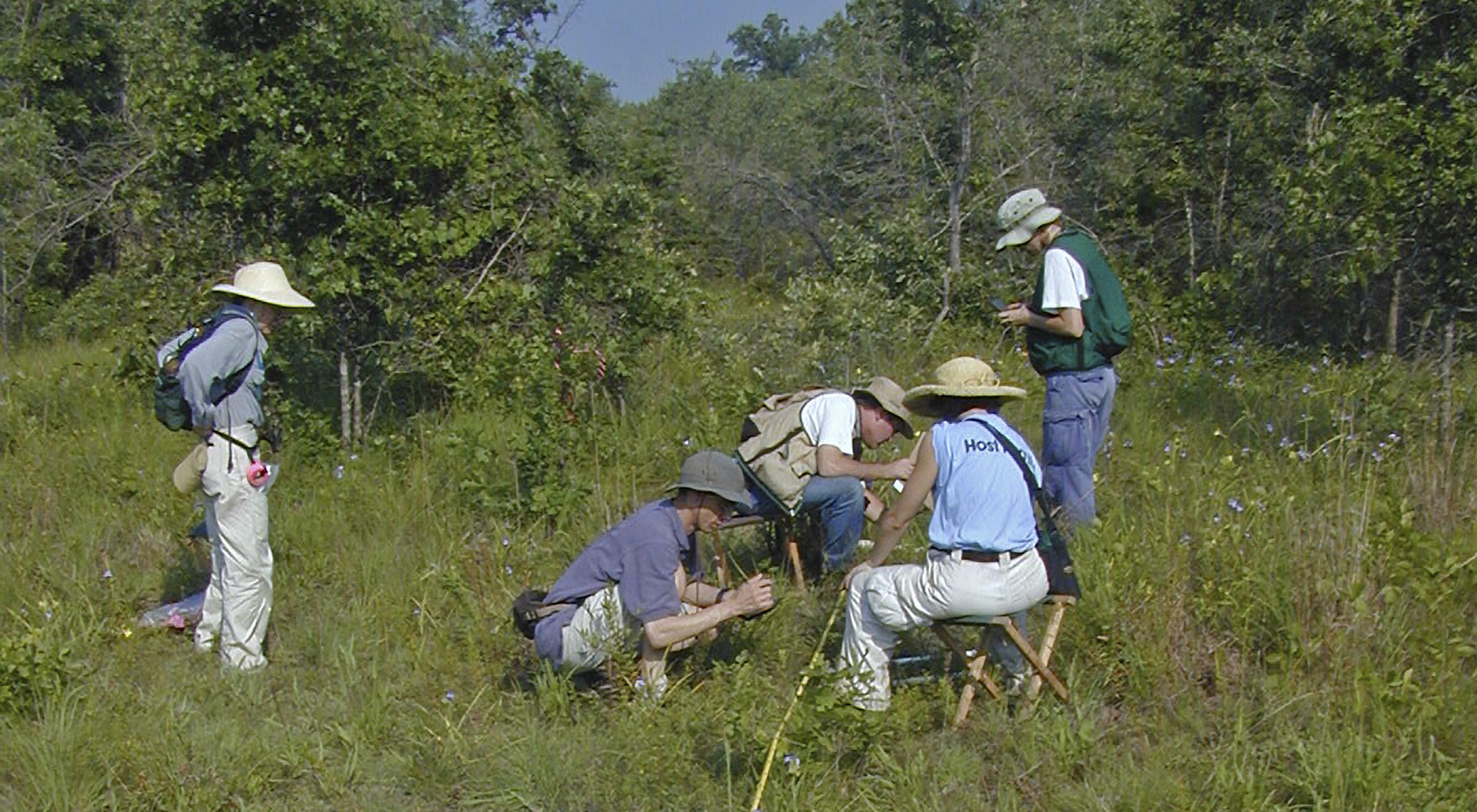 Five TNC scientists, volunteers and partners monitoring plants at Miller County Sandhills Natural Area.