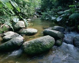 A freshwater mountain stream in Mexico's Reserva de la Biosfera la Sepultura in the Sierra Madre mountains near Tres Picos; Chiapas, Mexico