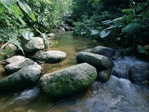 A freshwater mountain stream in Mexico's Reserva de la Biosfera la Sepultura in the Sierra Madre mountains near Tres Picos; Chiapas, Mexico