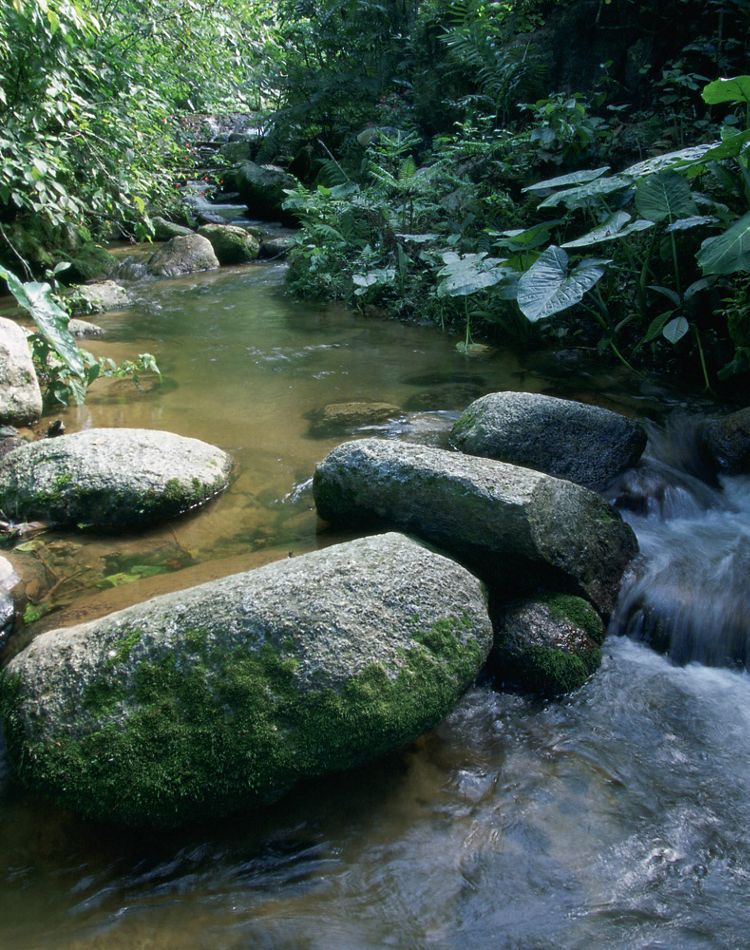 View of a freshwater mountain stream in Mexico.