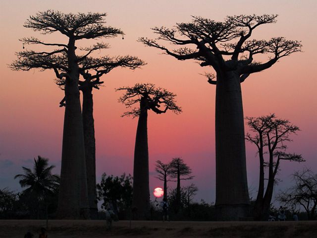 Sunset on the Avenue of the Baobabs near Morondava. Madagascar, Africa.
