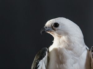 closeup of a white bird's head turned to the side